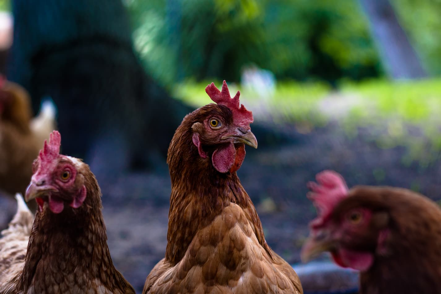An image of three free-ranging chickens in the backyard.