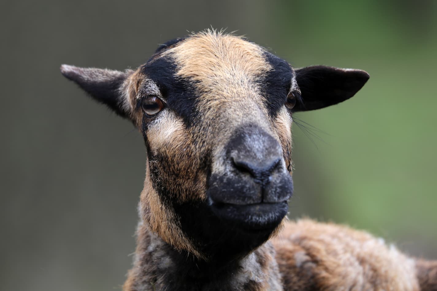 An image of a sheep with a blurry background.