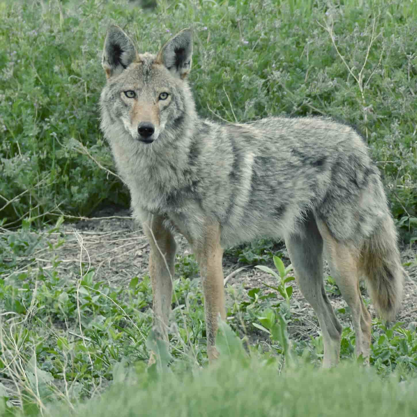 An image of a Coyote on the prowl.