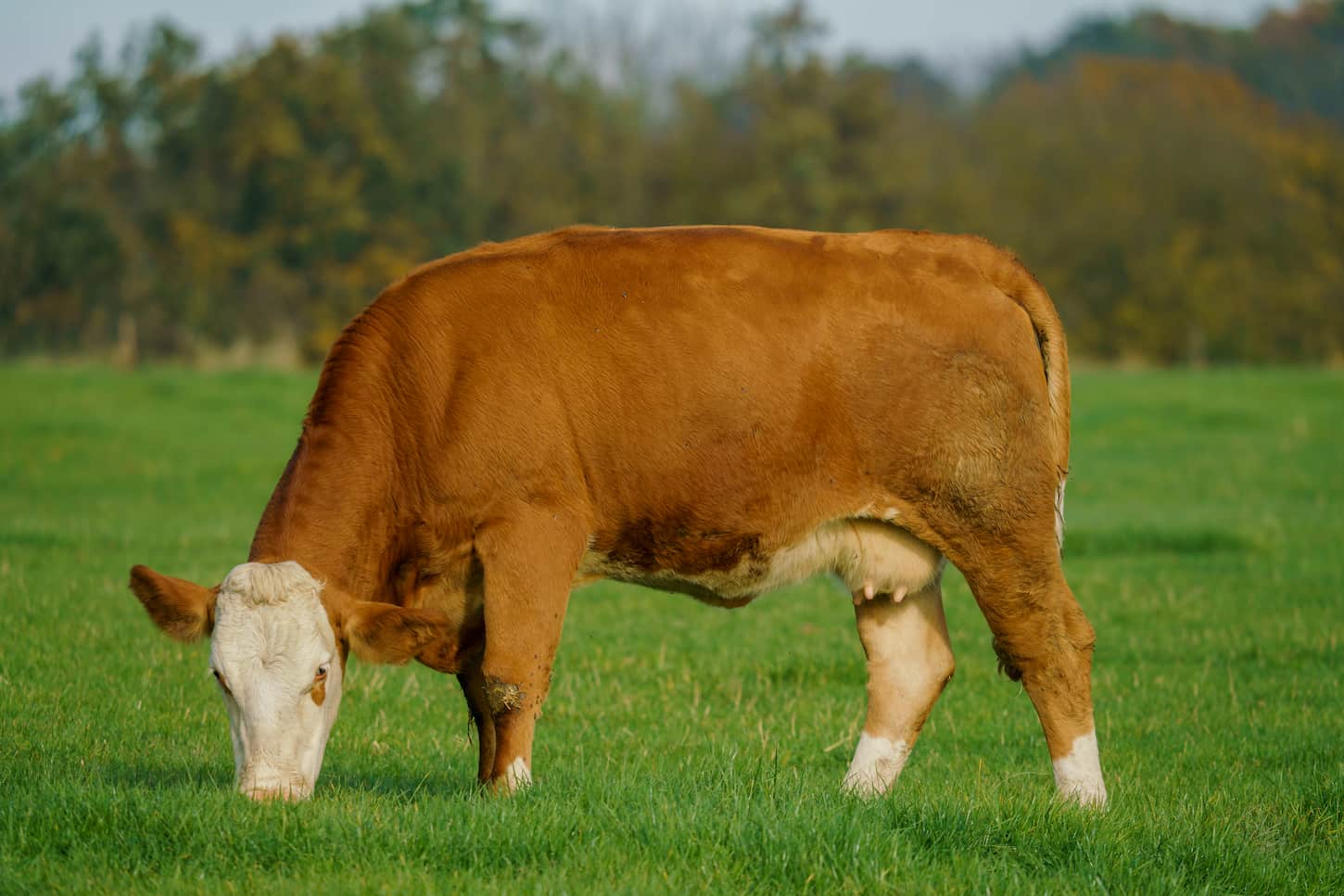 An image of a Herd of cows at summer green field.