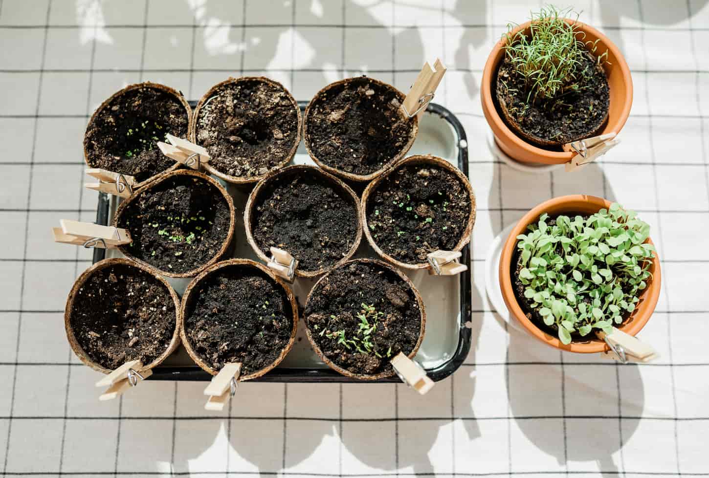 An image of Planted herbs in peat pots. Home gardening.
