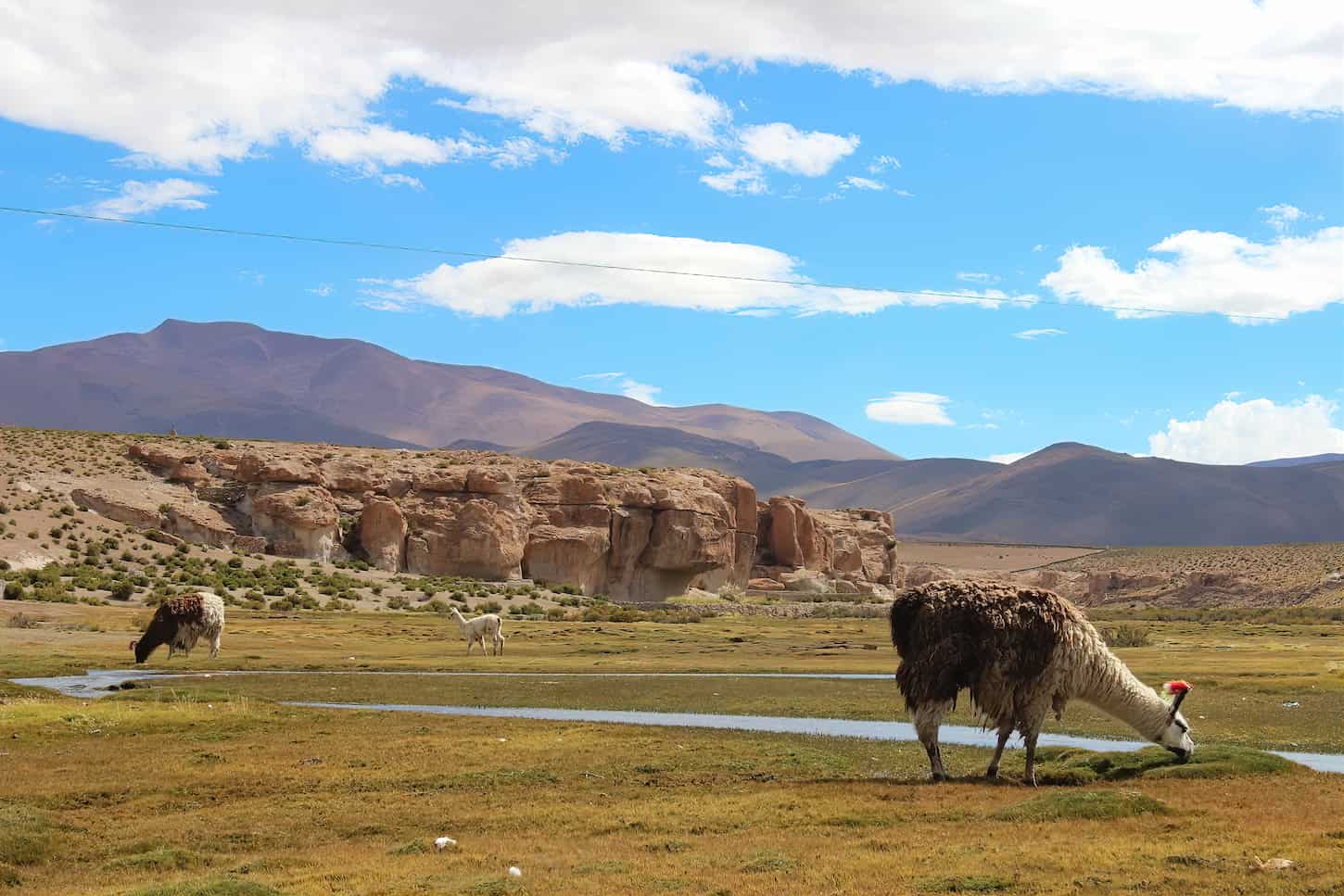An image of a grazing llama.