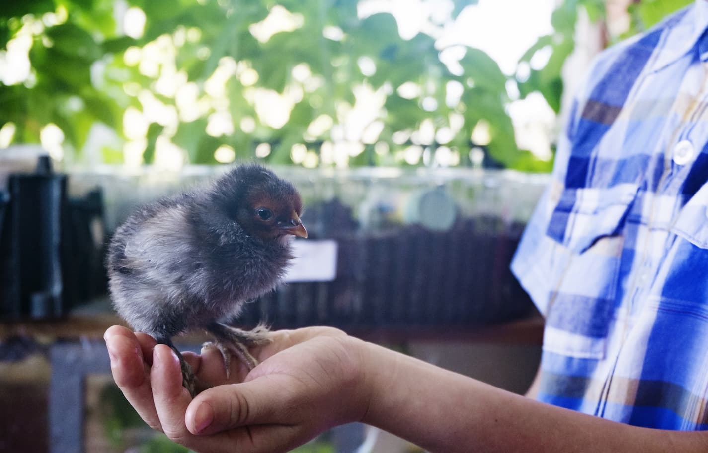 An image of a boy holding a baby chick.