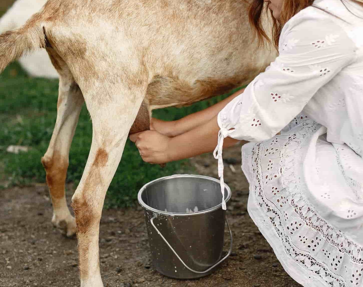 An image of a lady farmer milking a goat in the farm.