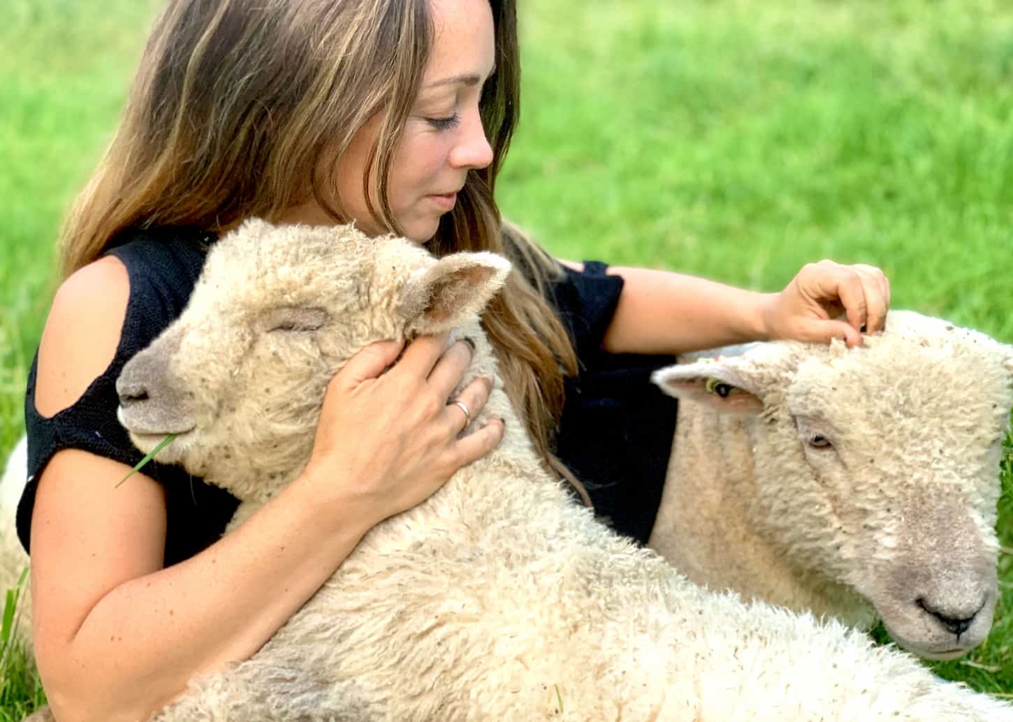 Do Sheep Like to Be Pet?