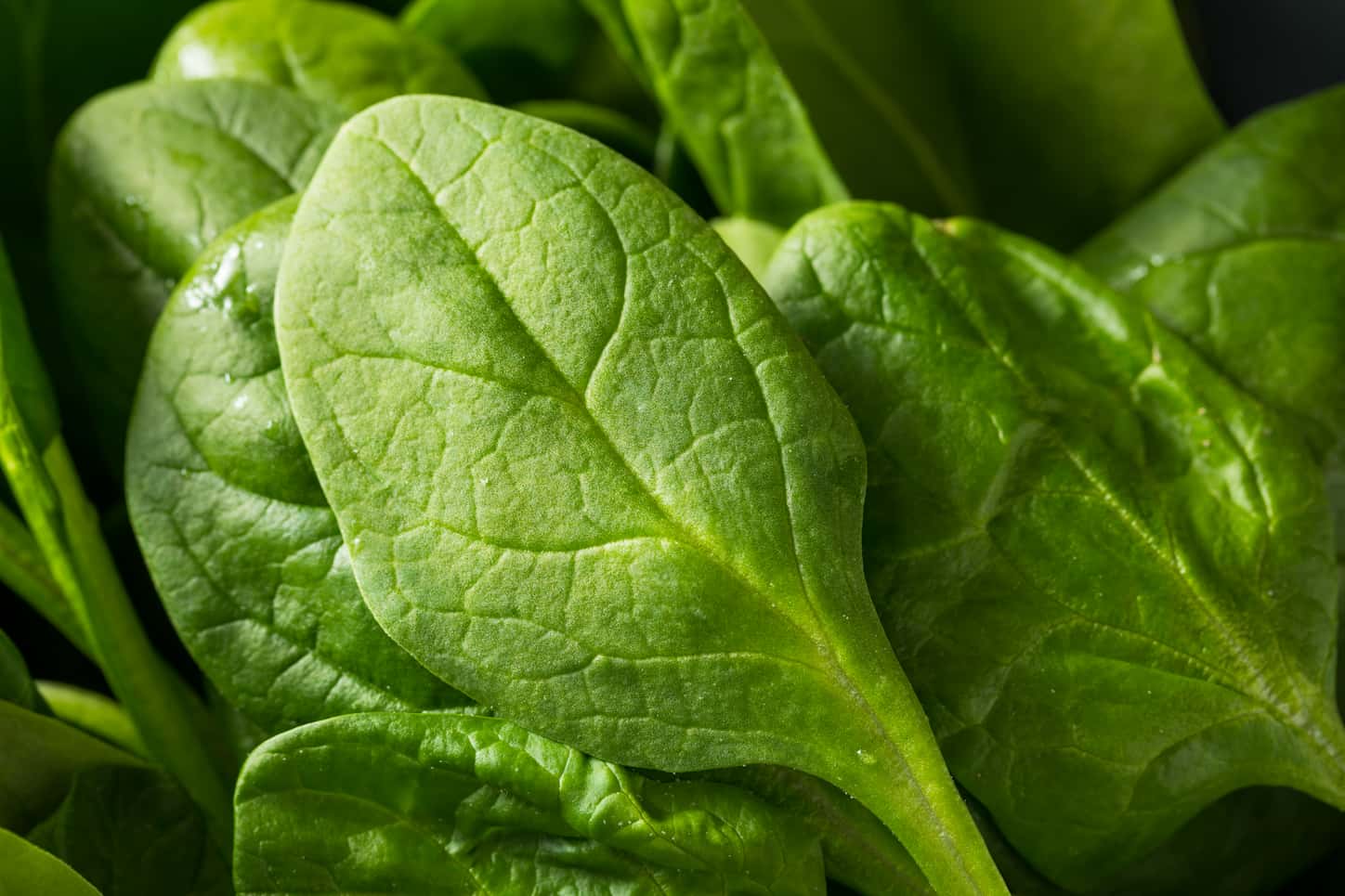 An image of Raw Green Organic Spinach Leaves Ready to Cook.