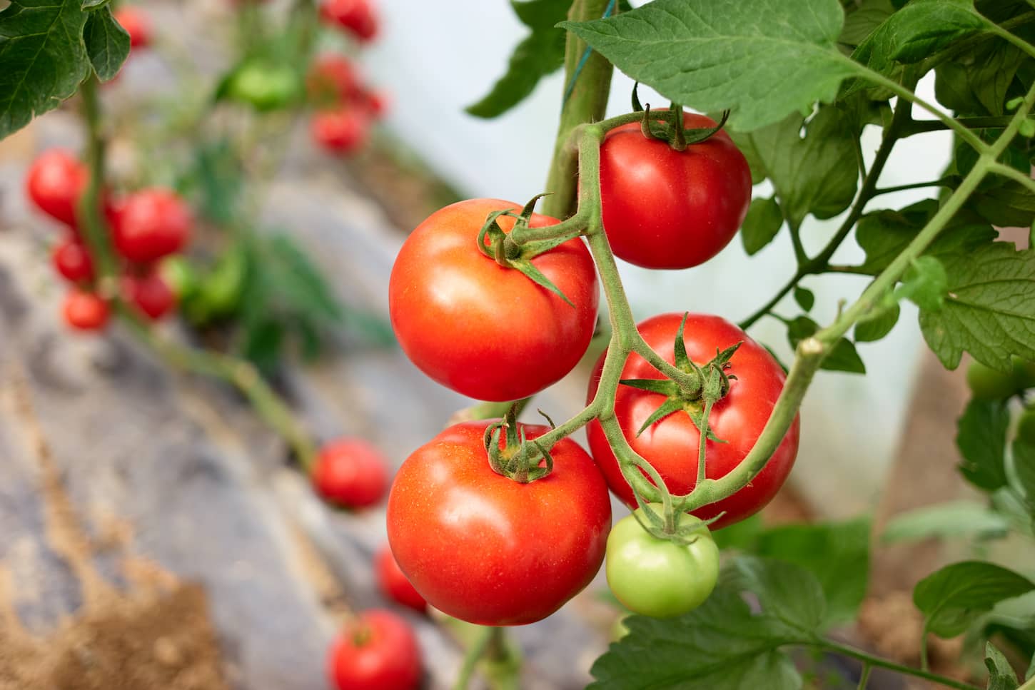 An image of ripe tomato plant growing in greenhouse. Fresh red tomatoes hanging on branch.