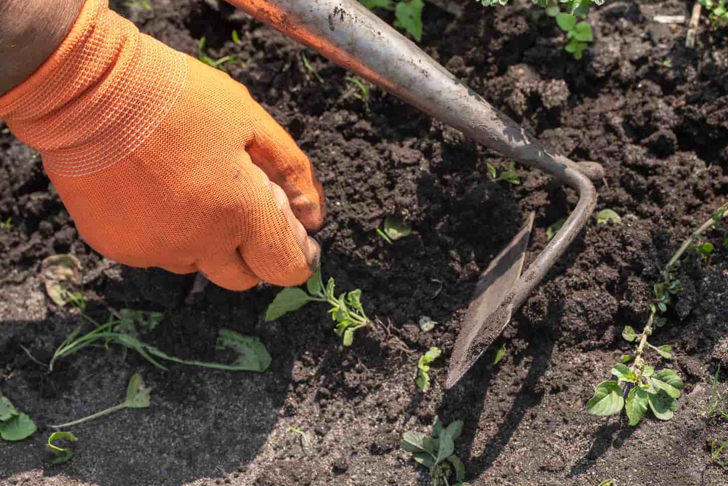 An image of a woman in an orange glove weeds on the beds, closeup shot.