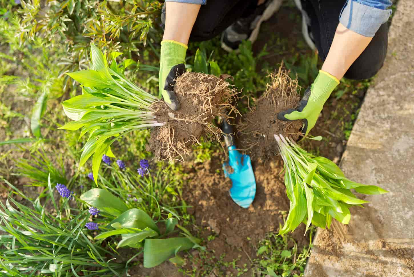 An image of hands of gardener in gloves with shovel working with hosta flower bed landscaping backyard.