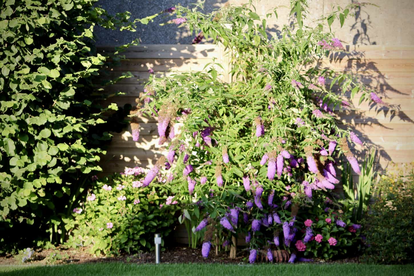 An image of sun setting over a butterfly bush in the garden.