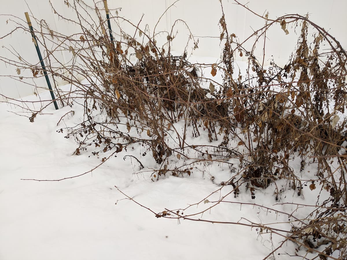 An image of our garden in the winter.