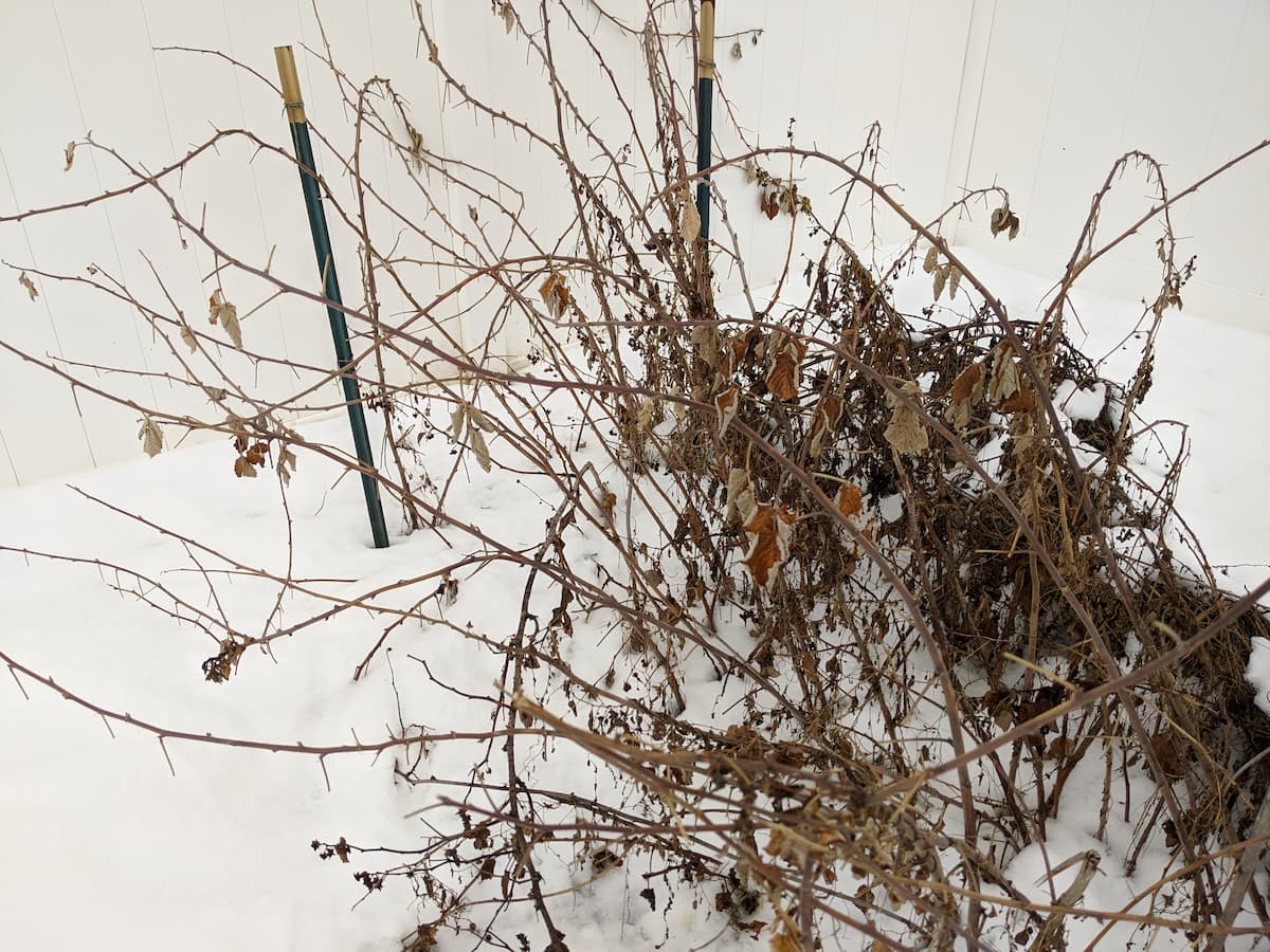 An image of raspberry patch during winter.
