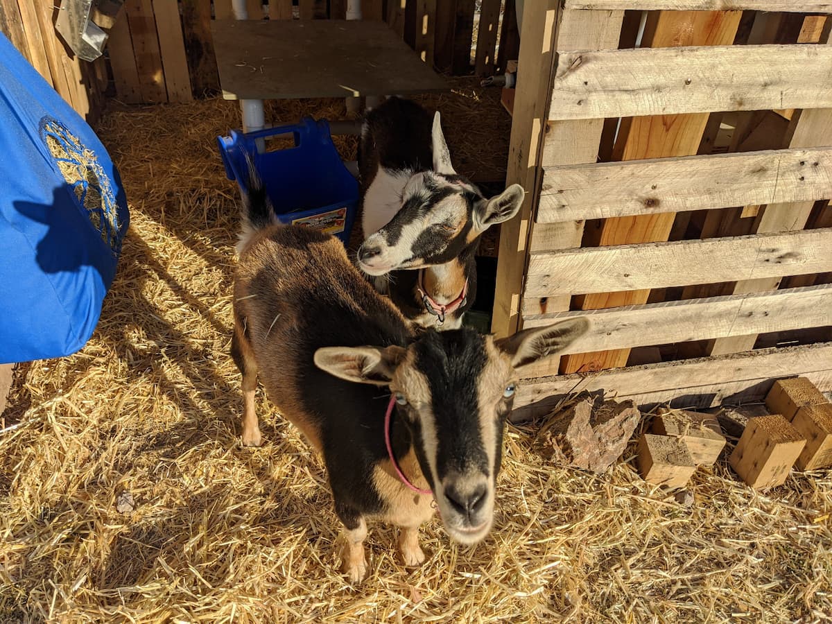 An image of our two Nigerian dwarf goats in their goat shed