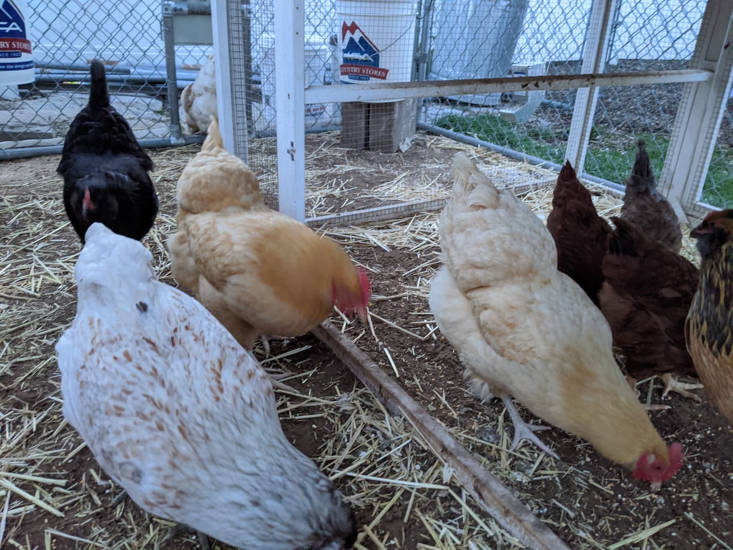 An image of chickens inside the coop looking for scratch.