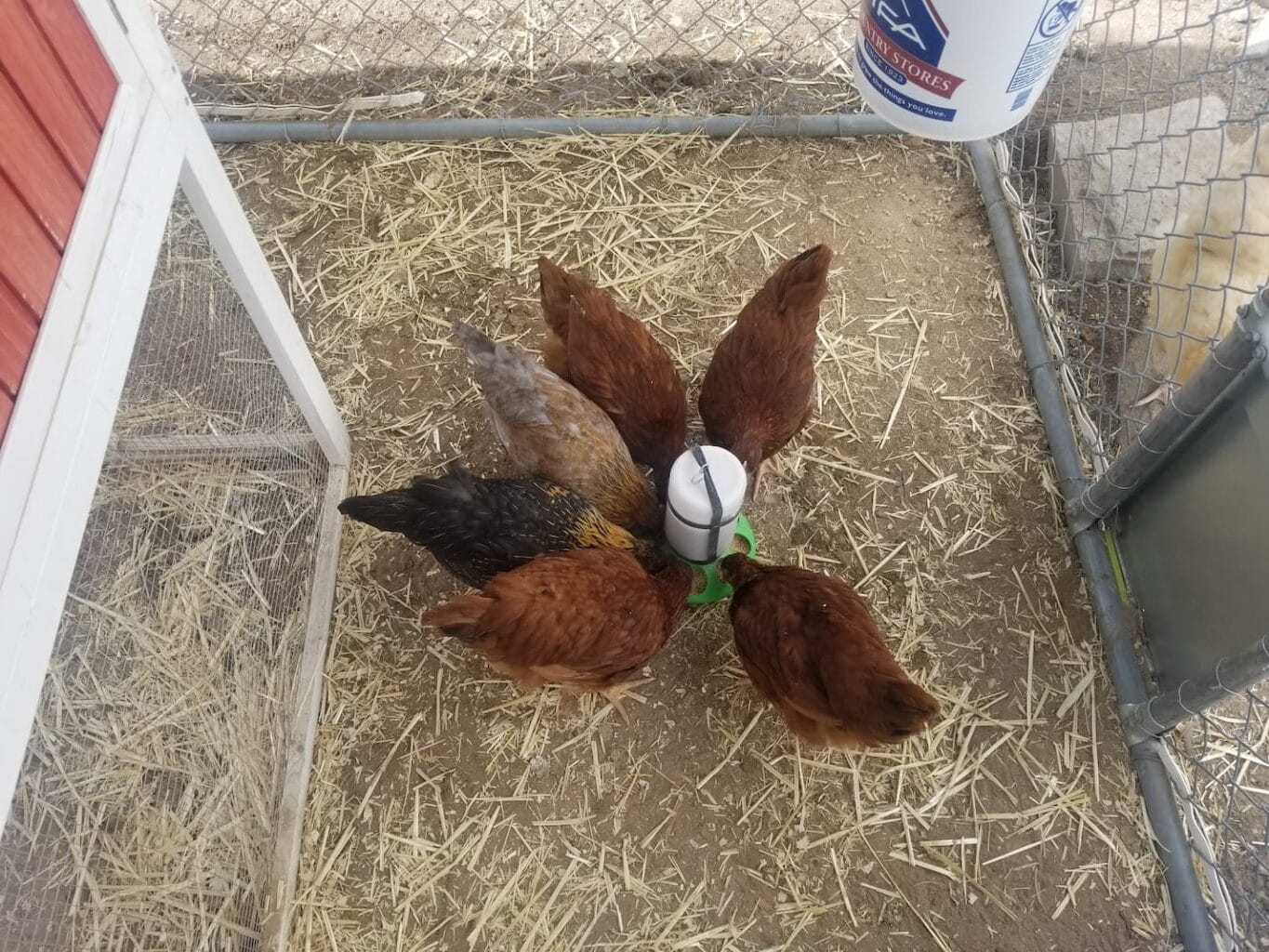 An image of five free-range chickens feeding on some snacks in a covered chicken run.