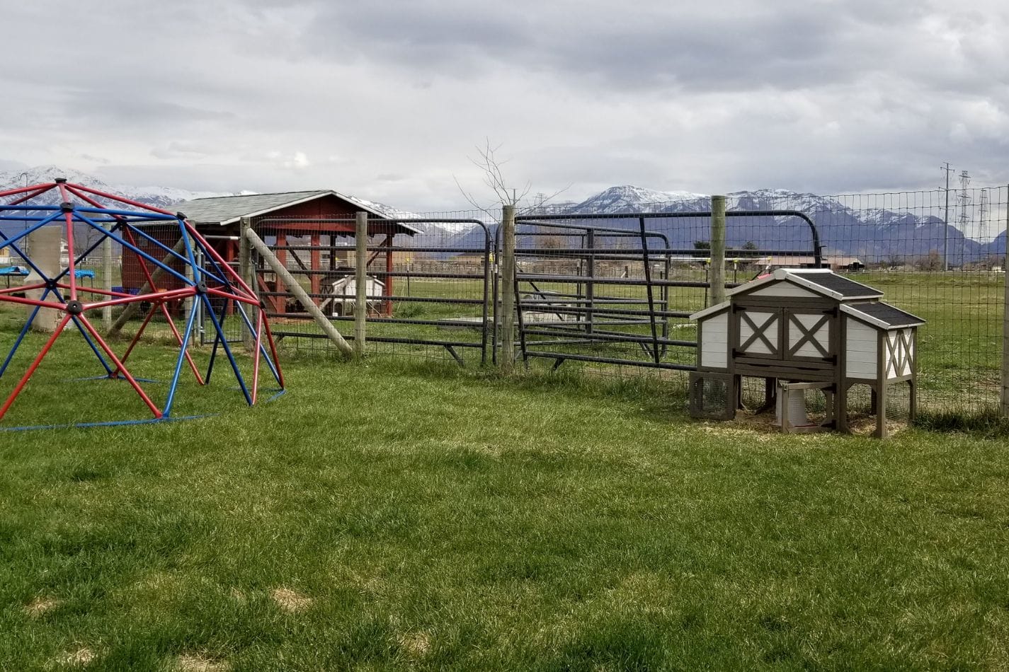 An image of chickens out free-ranging on a rainy day.