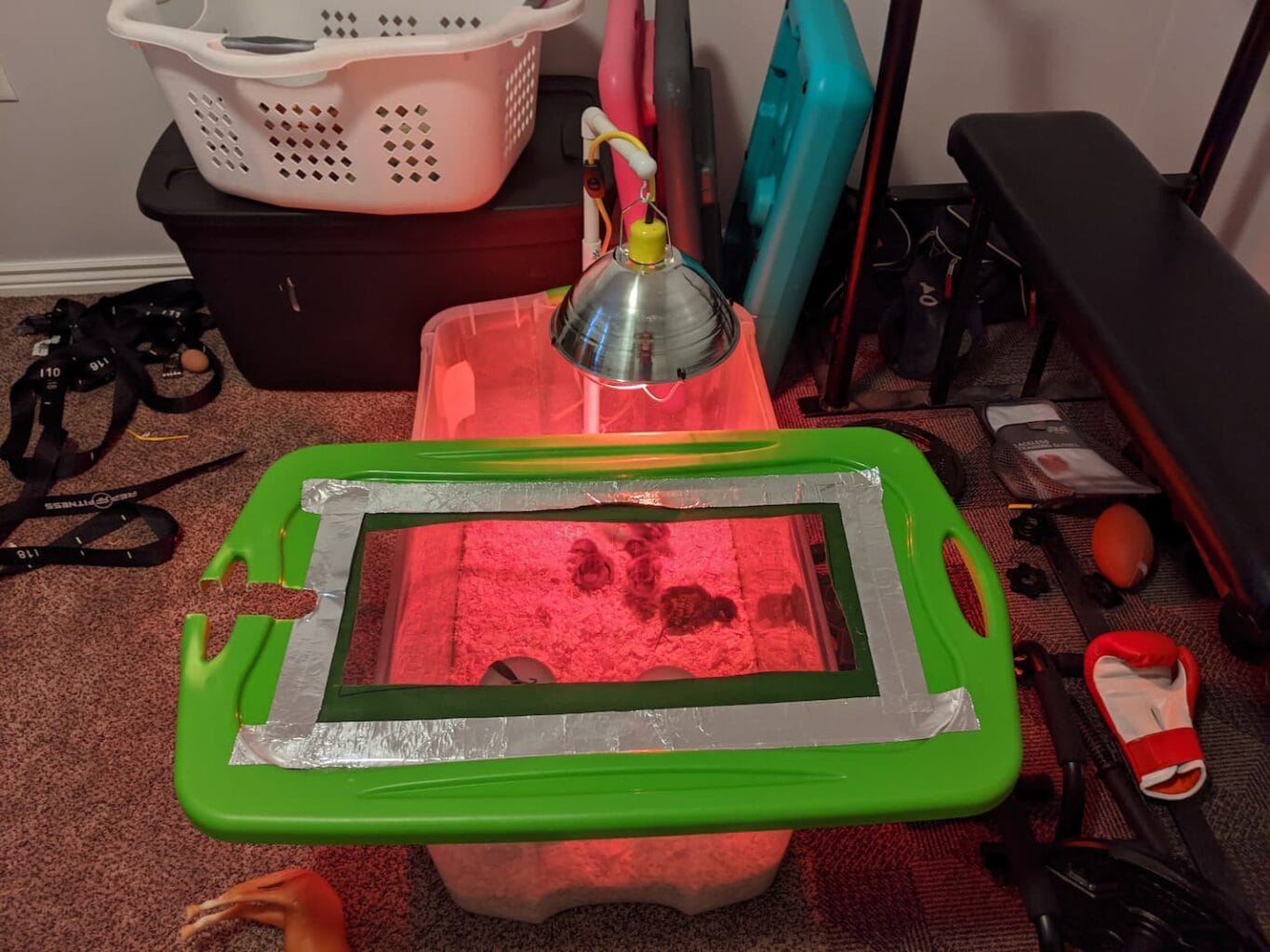 An image of our chicks in a brooder under a heat lamp