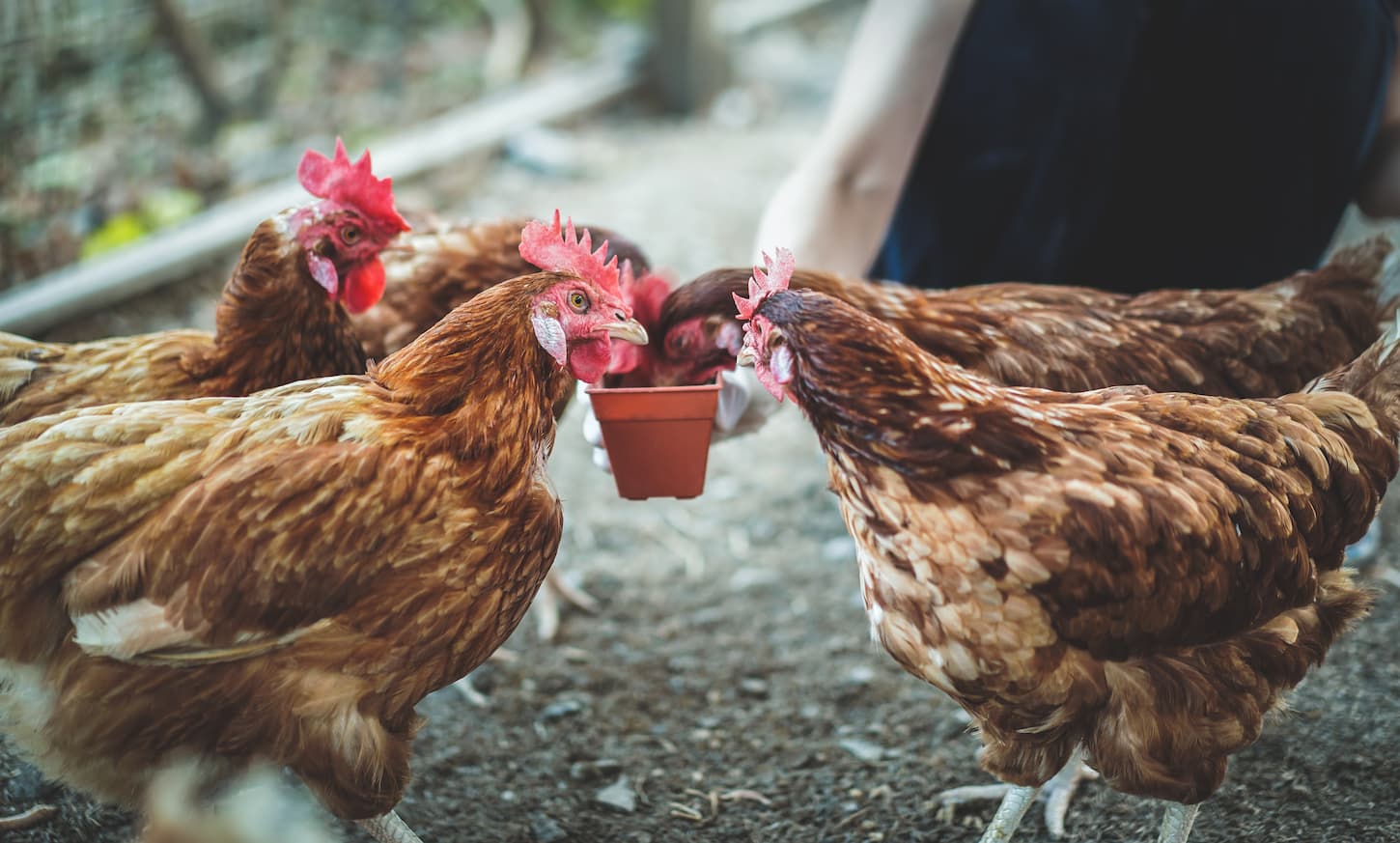 An image of a farmer's hand feeding chicken with rice and grain at an indoor farm.
