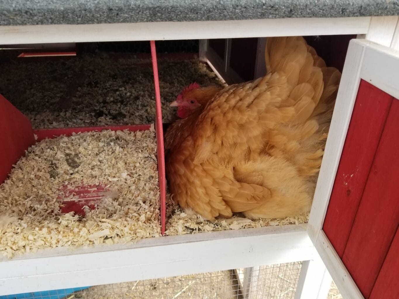 An image of Kyckling our buff Orpington laying an egg.