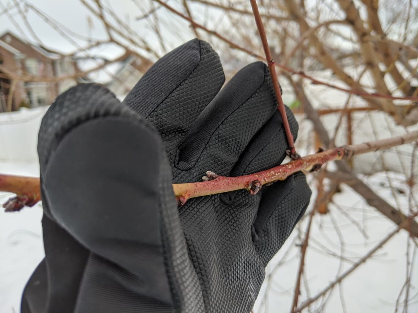 An image of fruit tree branches during winter season.