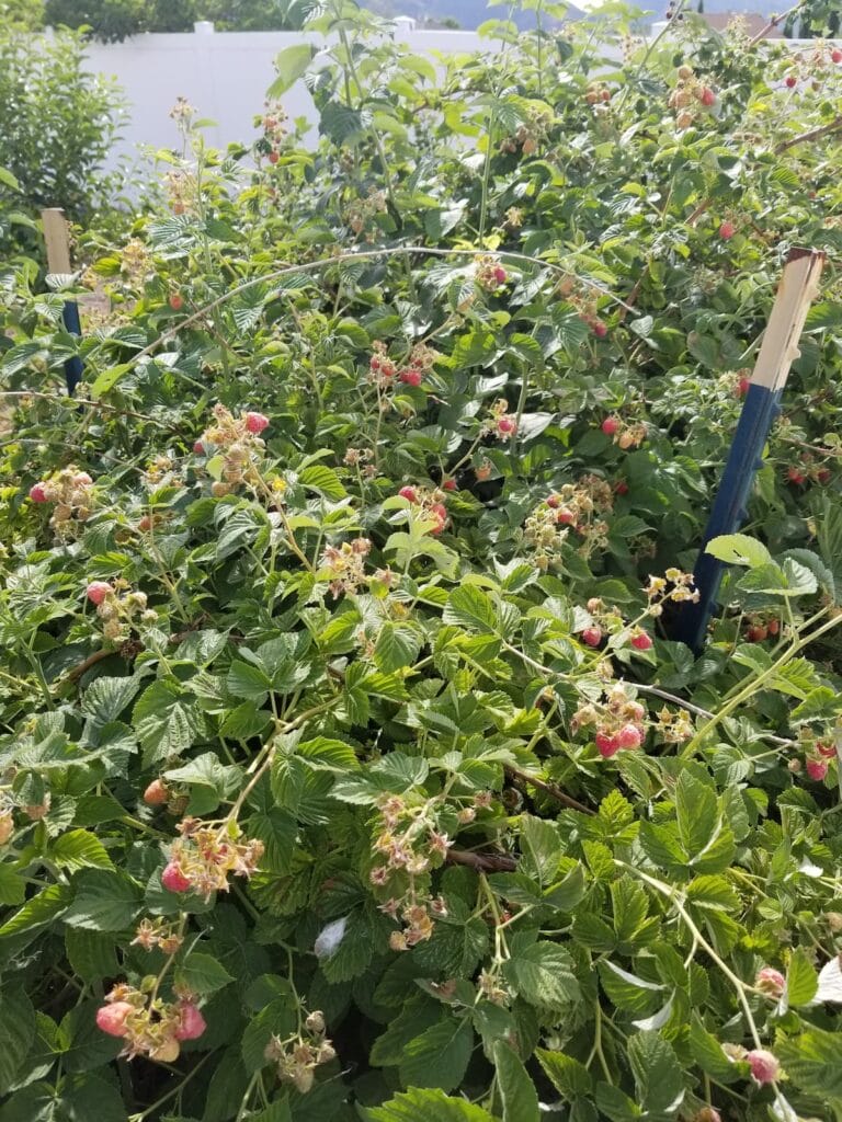 An image of a raspberry patch in summer.