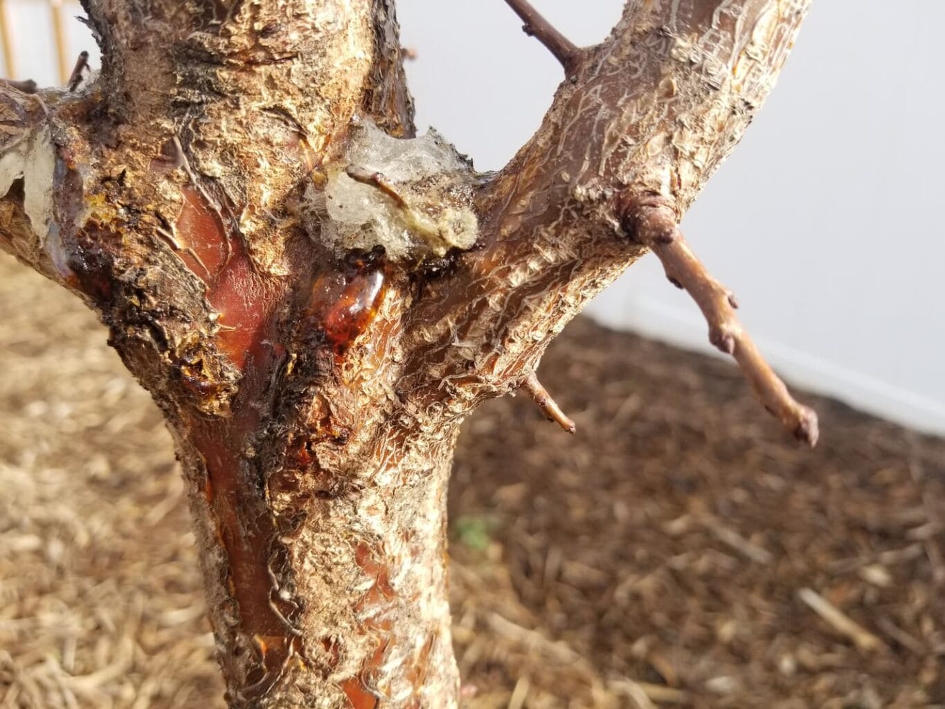 An image of a damaged pear tree in the backyard.