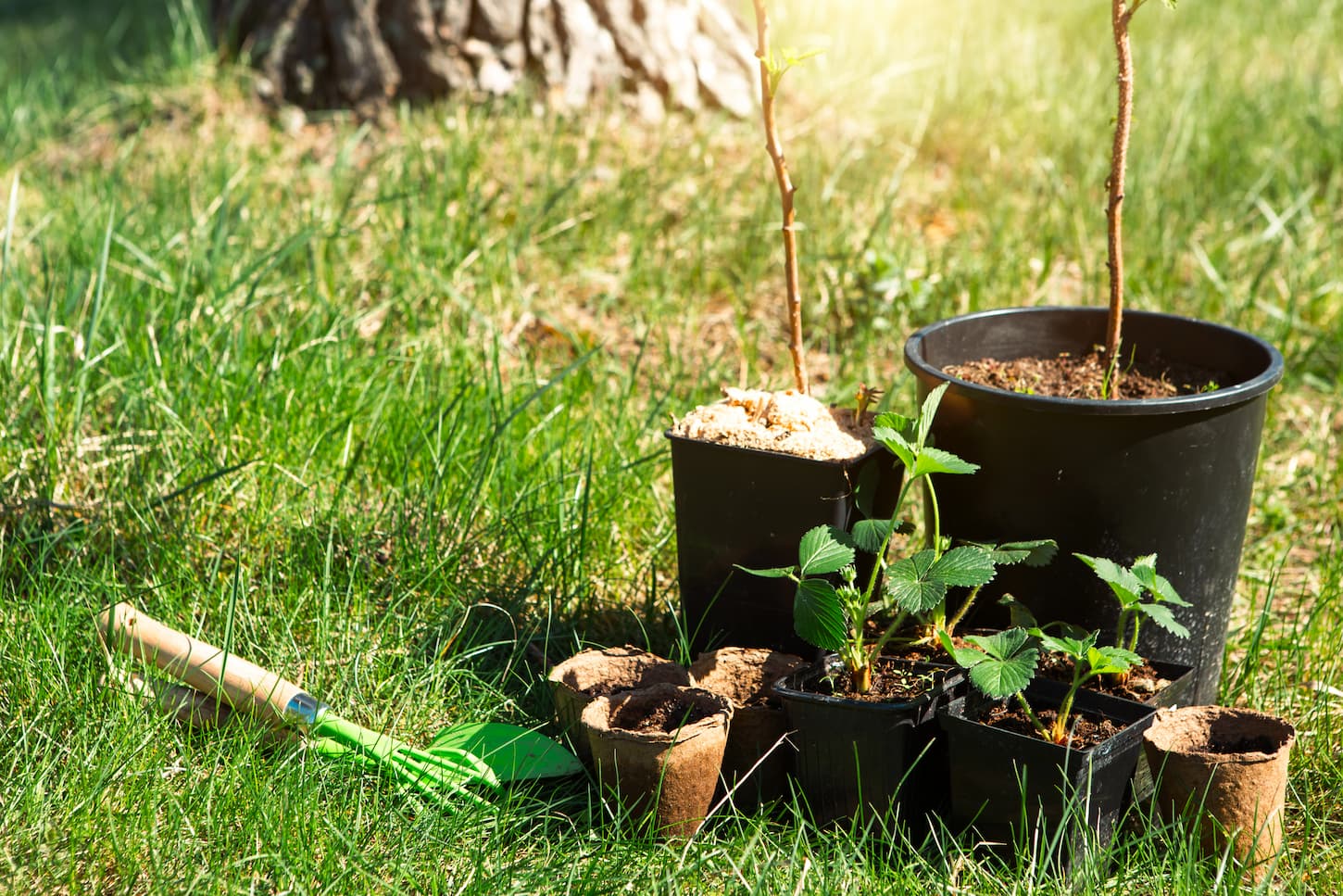 An image of strawberry and raspberry currants seedlings in an orchard ready for repotting.