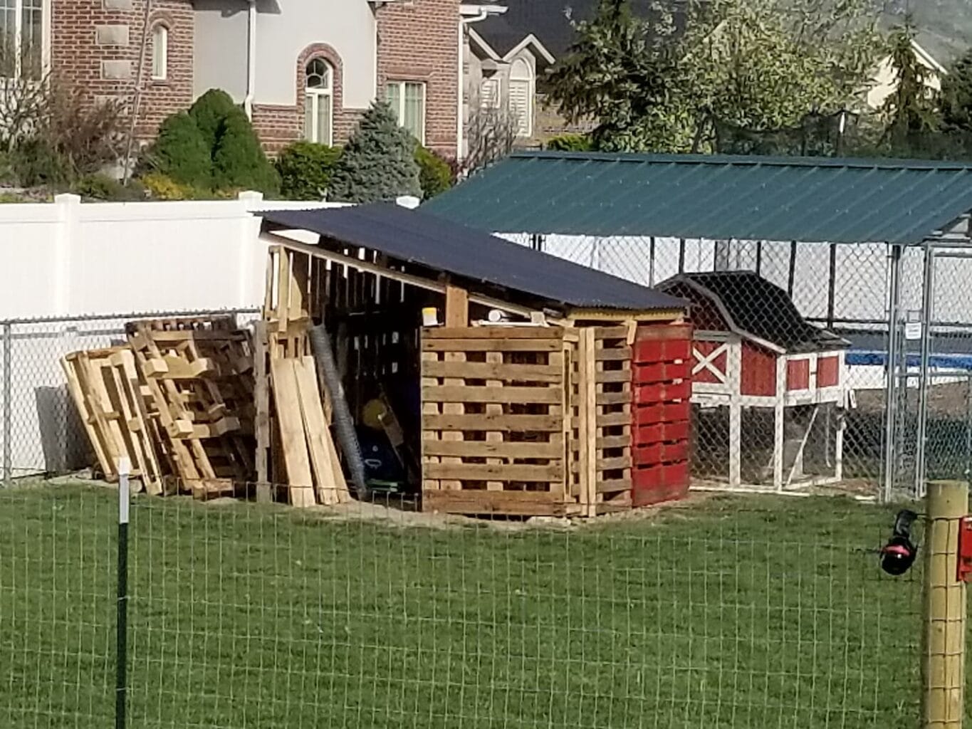 An image of our backyard with goats and chickens in the same area together.