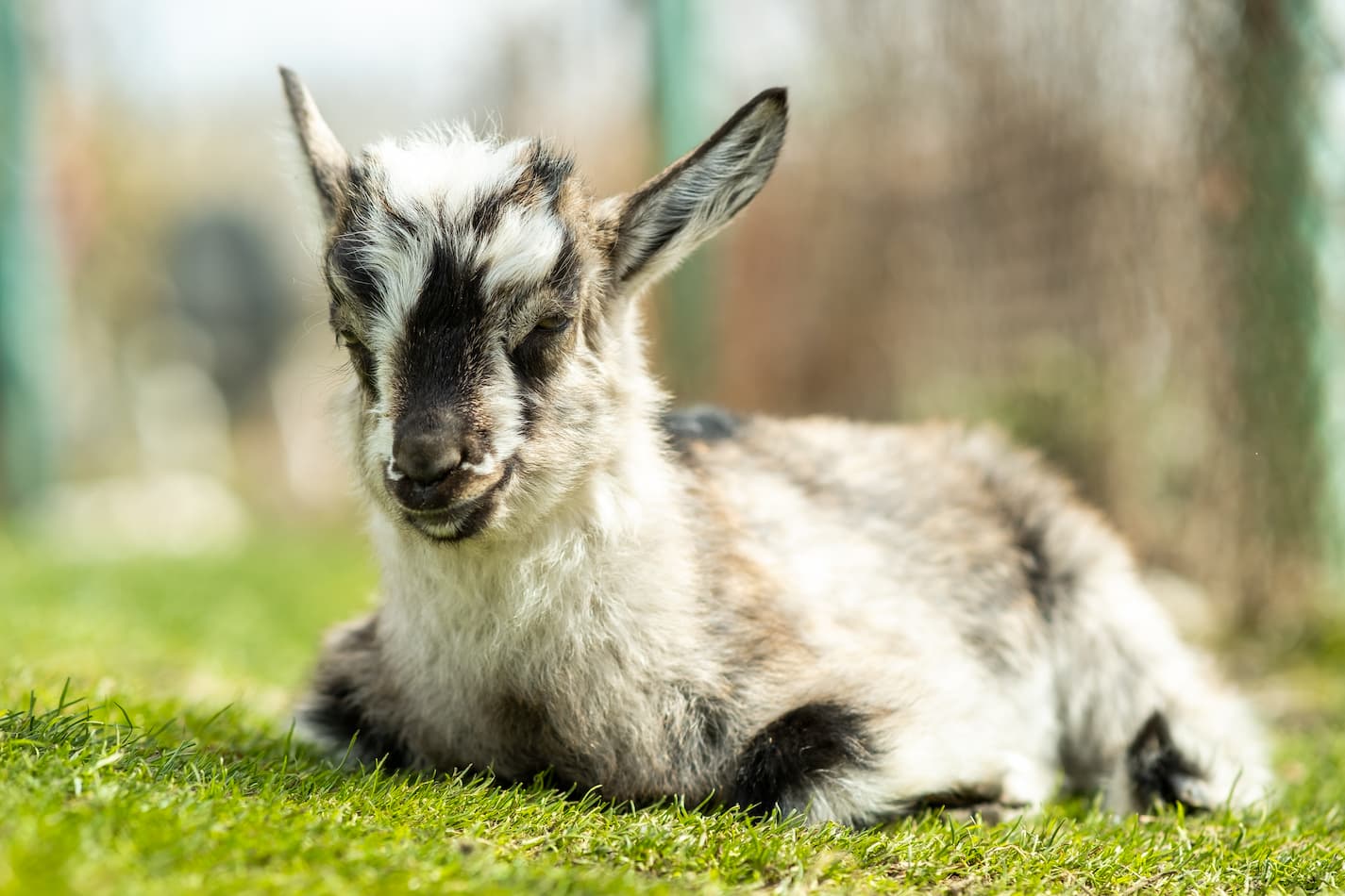 An image of a young kid goat on a farmyard in a sunny summer day.