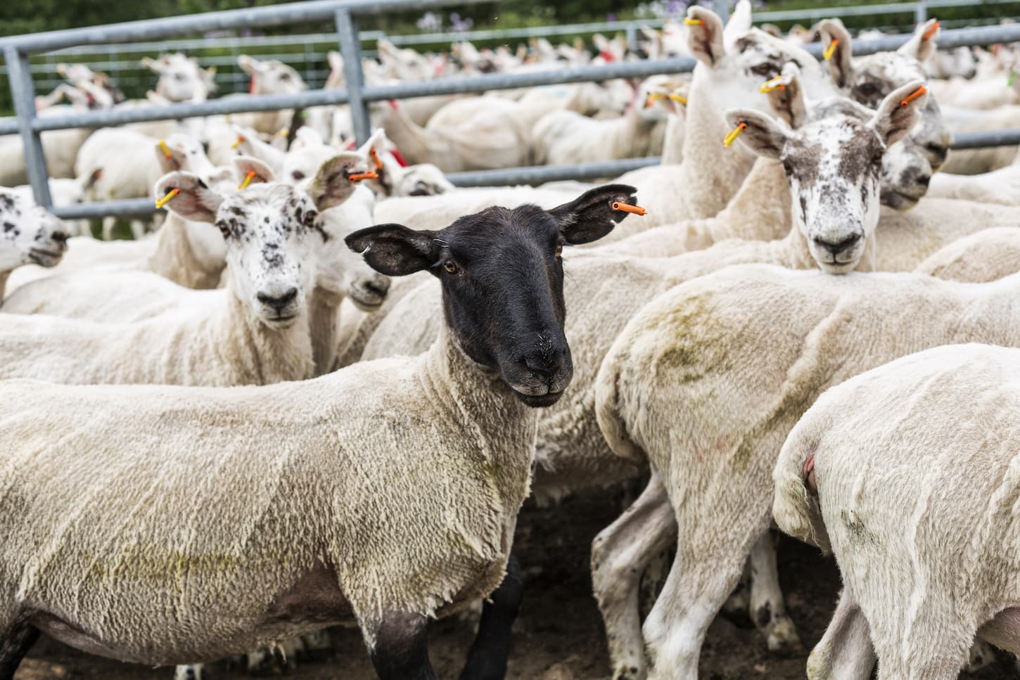 An image of goats on a farm looking and posing for the camera.