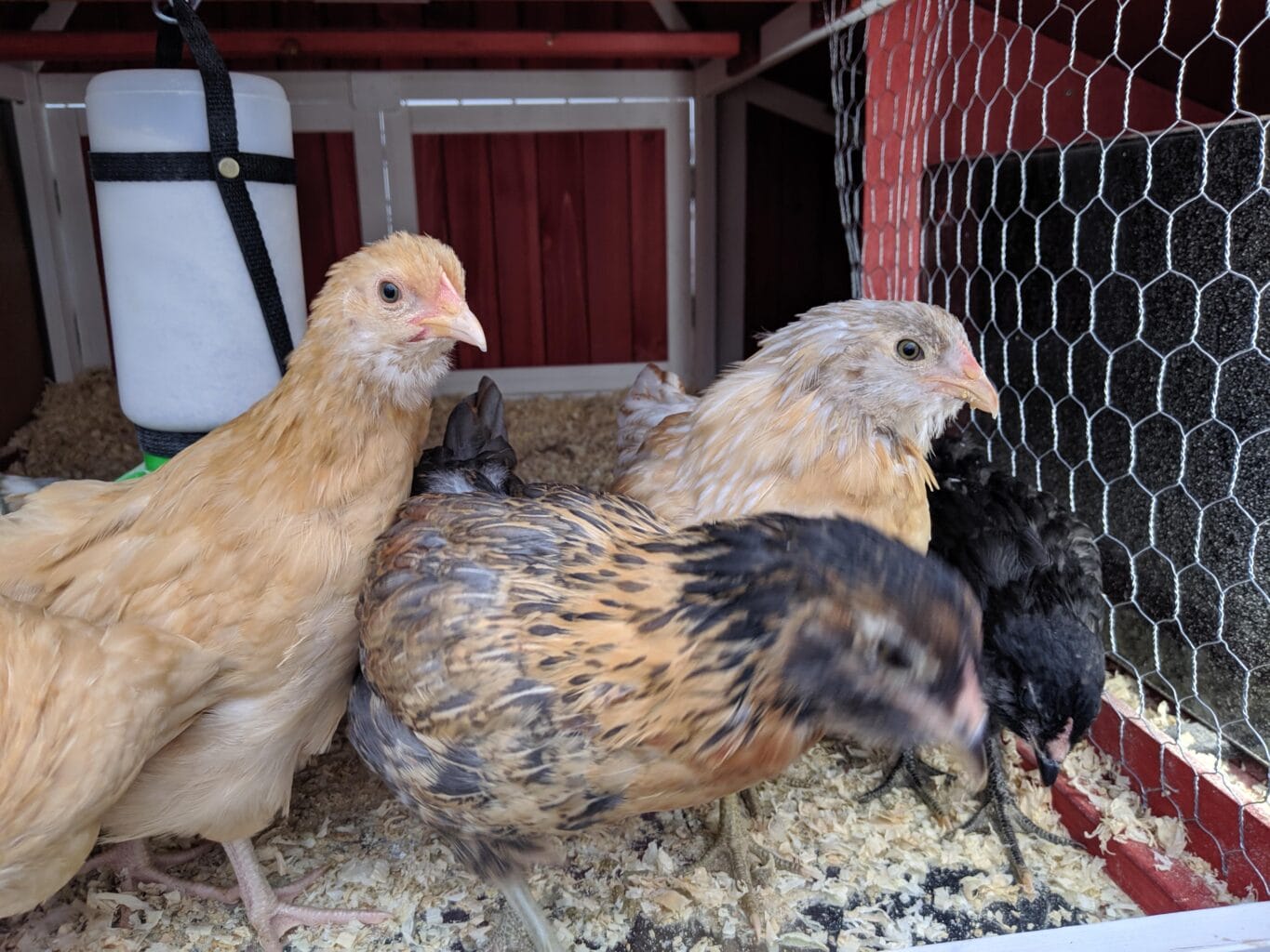 An image of our 1st set of chicks in a brooder with food and water