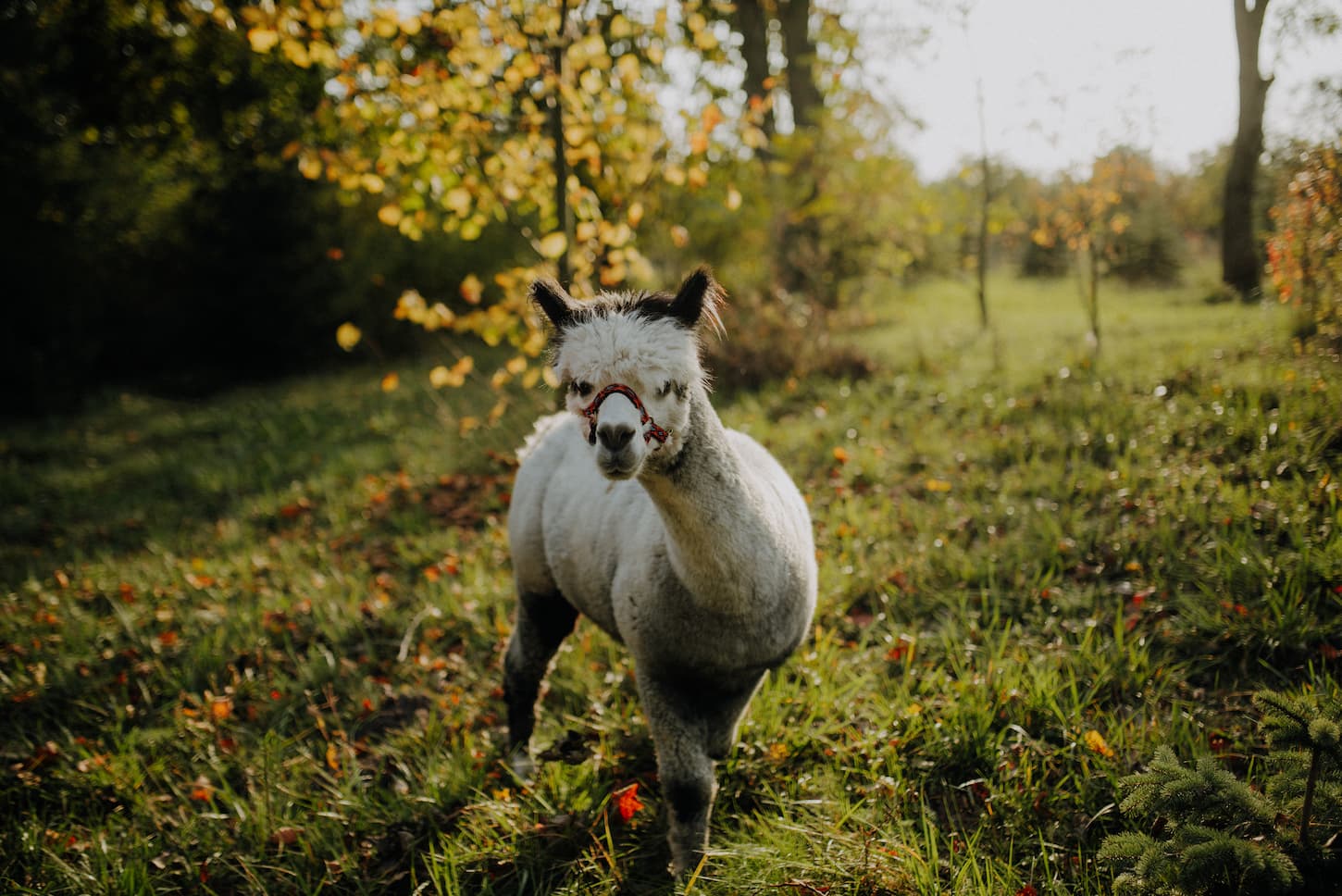 An image of an alpaca on an open grass area and looking at the camera.