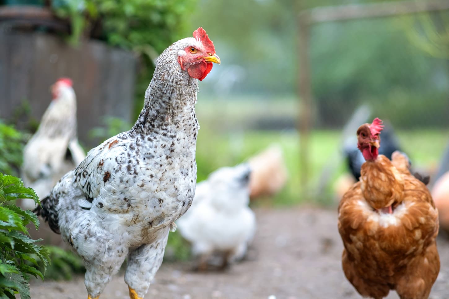 An image of two chickens feeding in a traditional rural barnyard.