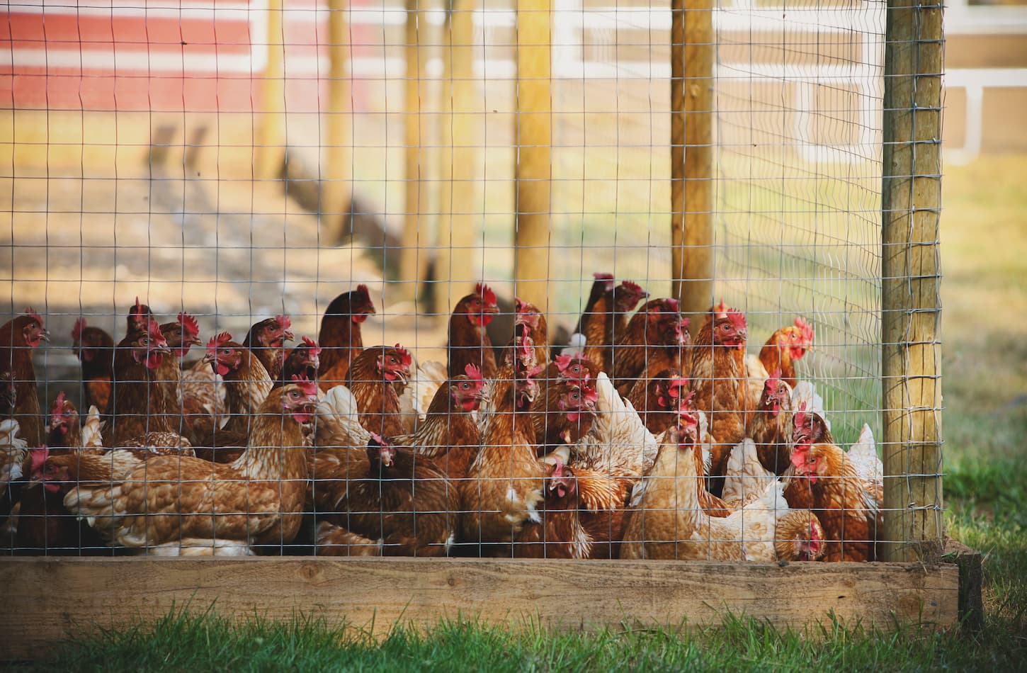 An image of chickens fenced in a chicken coop, late evening sun shining in.