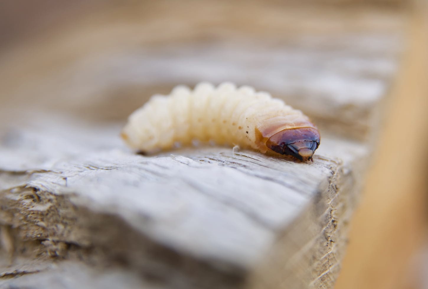 An image of a little woodworm lies on the tree.