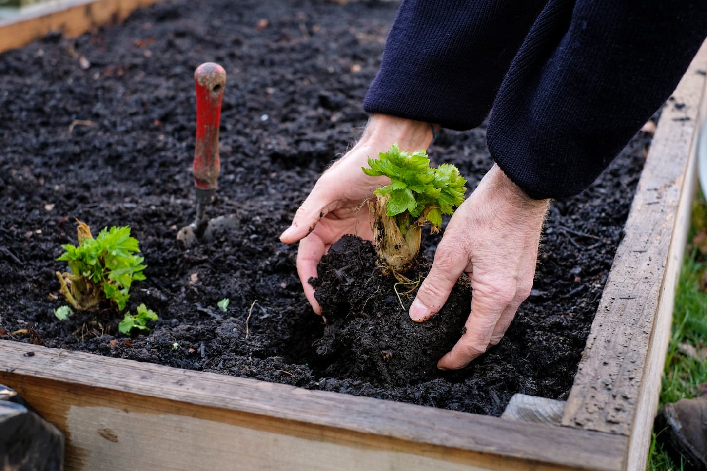 An image of a man planting a vegetable plant in his garden bed.