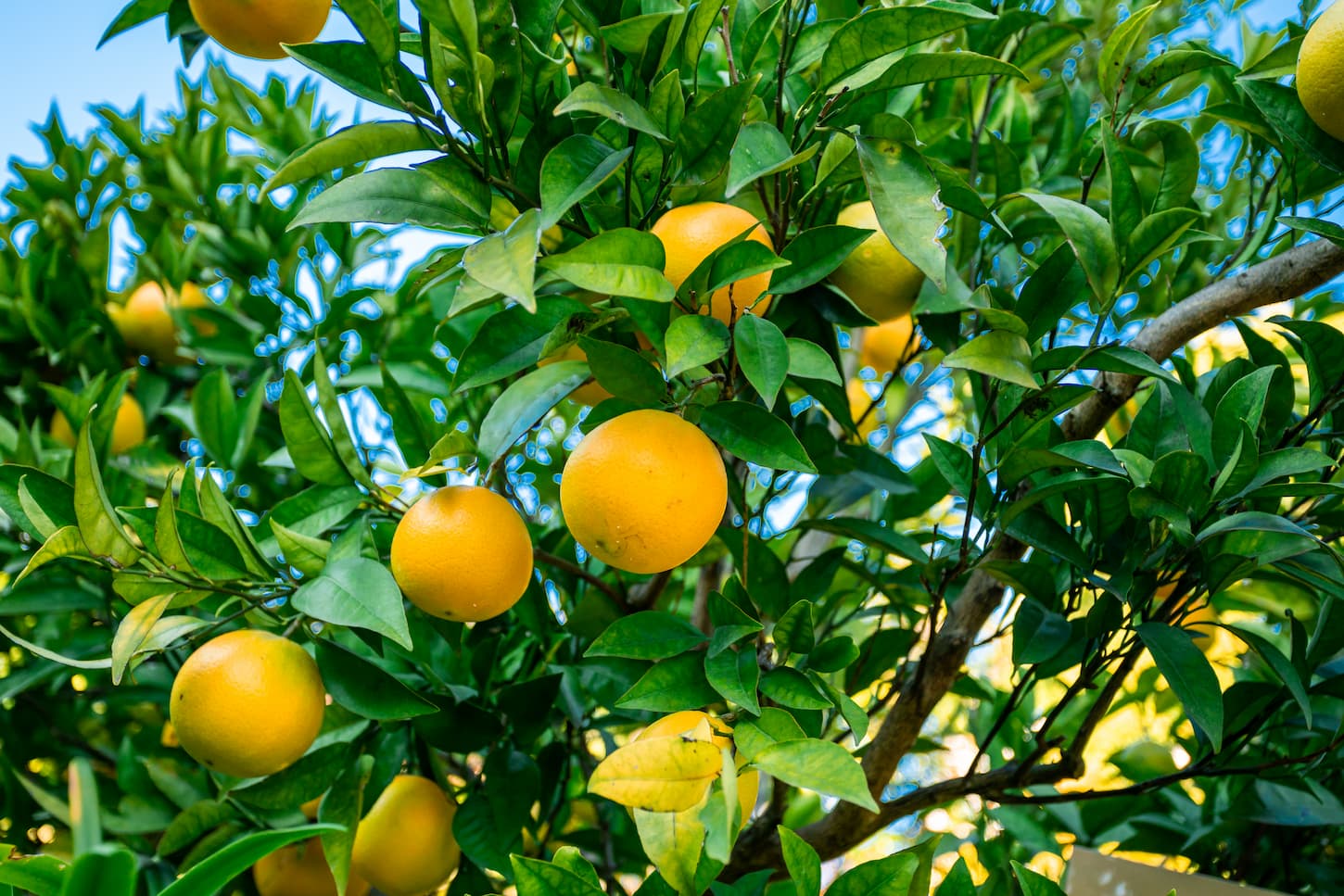An image of the branch of orange with green leaves on a tree.