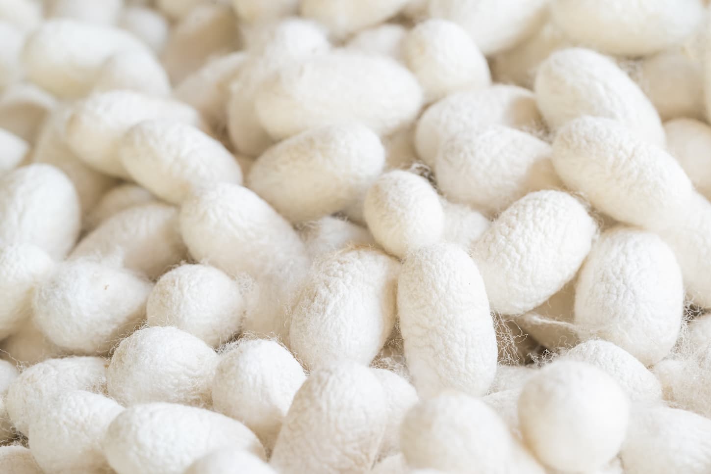 An image of a silk cocoon; the commercially bred caterpillar of the domesticated silkworm moth.