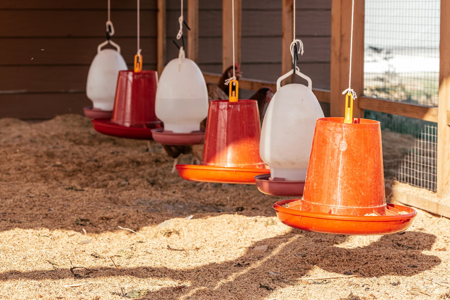 An image of traditional free-range poultry farming featuring bowls for drinking water in the foreground.