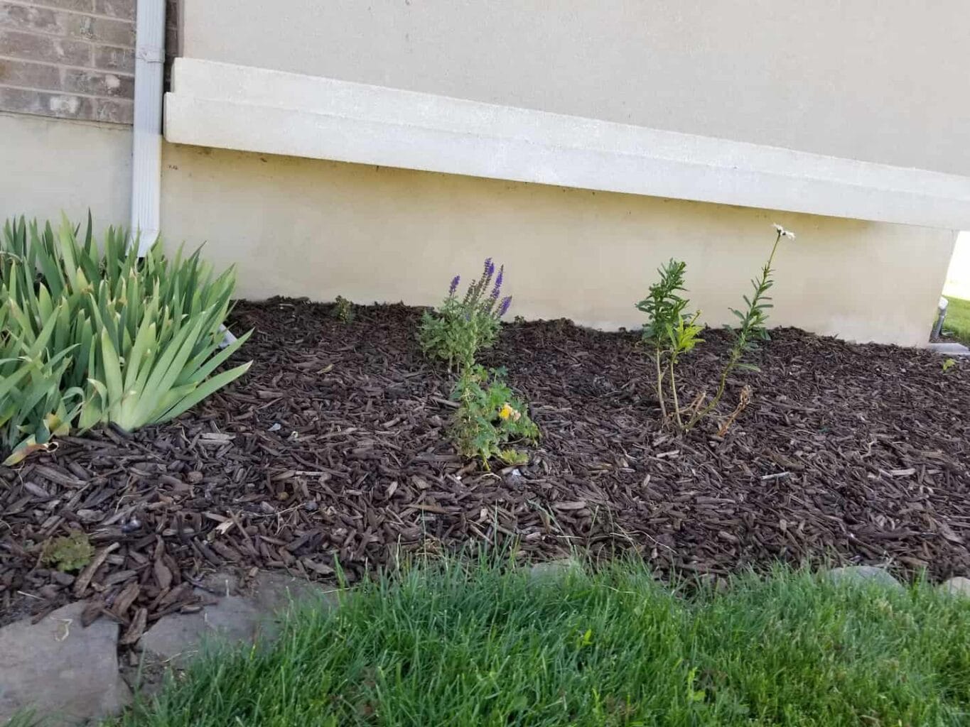 An image of different flowering plants with mulch.