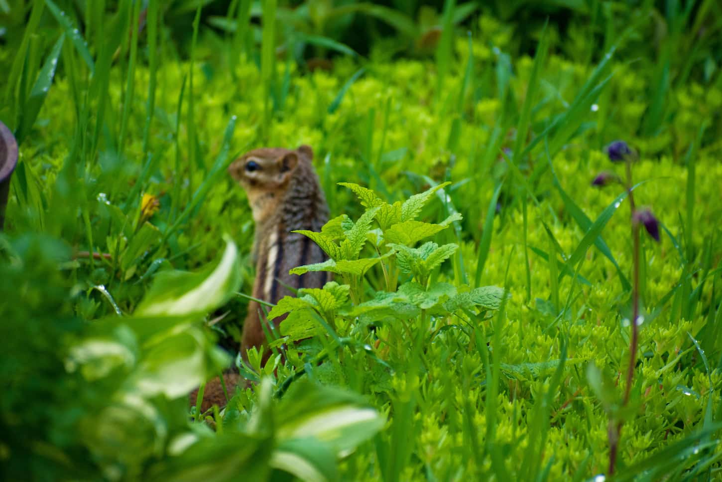 An image of a tiny Chipmunk within the perennials such as Goldmoss Stonecrop, Hosta, Lemon Balm, and bits of grass that needs to be pulled from the perennial garden.
