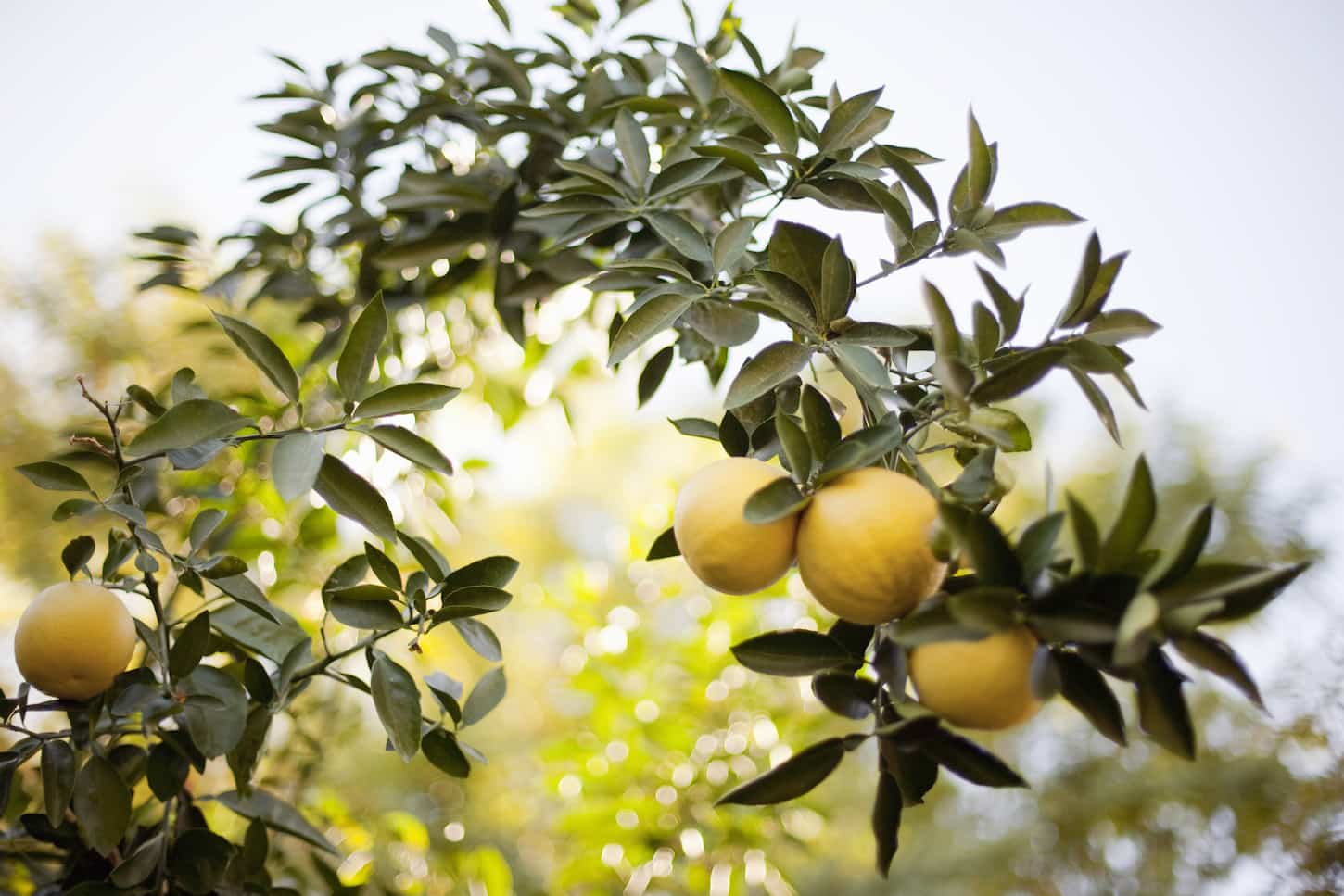An image of A woven arch or espalier of tree fruits. Yellow lemons on the branch.
