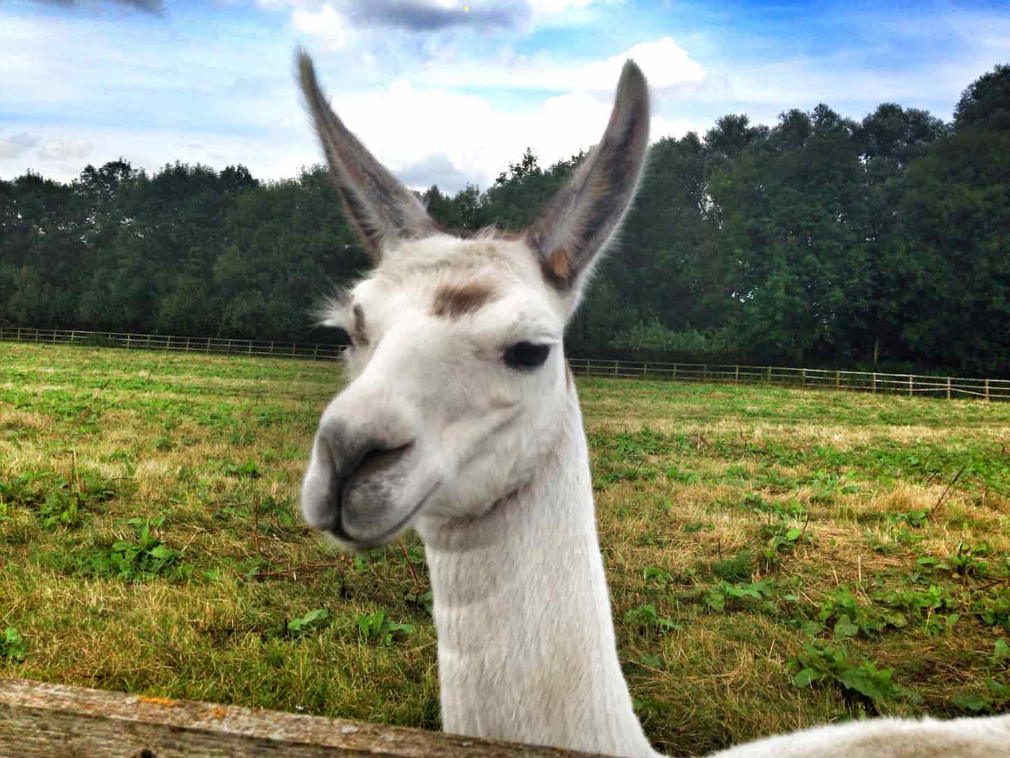 Can Alpacas Live With Chickens?