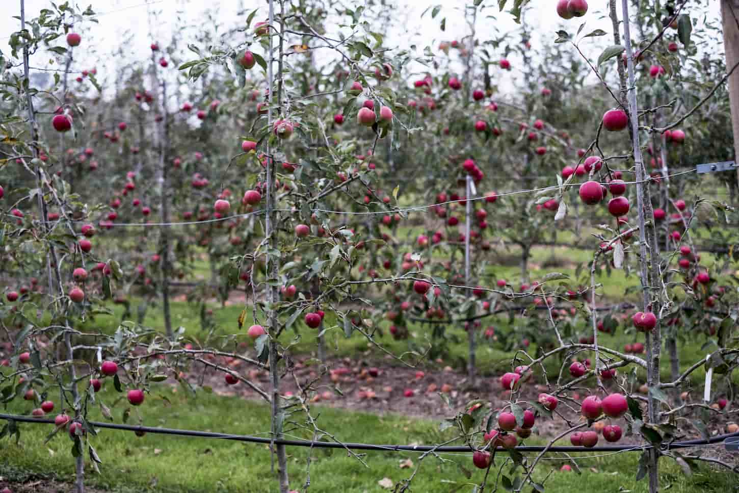An image of Apple trees in an organic orchard garden in autumn, red fruits ready for picking on branches of espaliered fruit trees.