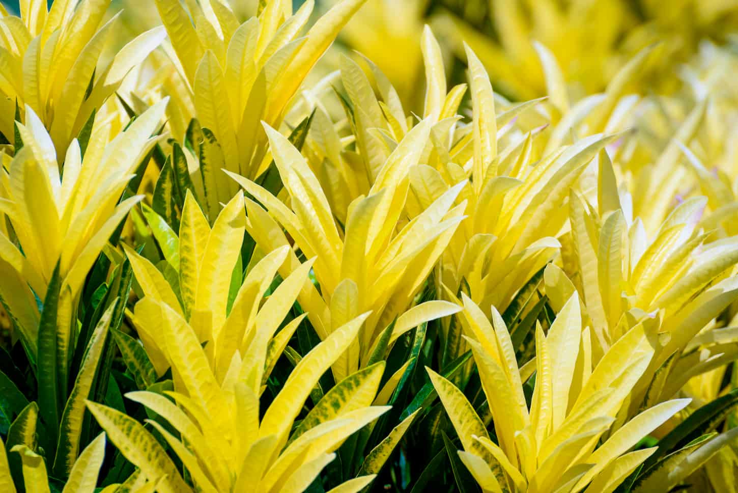 An image of beautiful nature tropical closeup colorful yellow leaves in a row, tops of Garden Croton or Codiaeum variegatum tree with foliage yellow and green is an ornamental plant in the tropic for background.