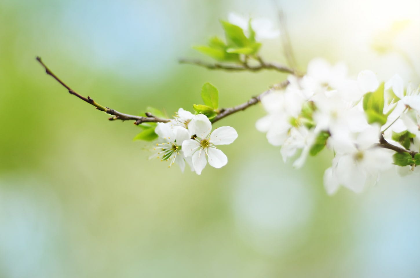 An image of a blooming twig of a fruit tree in the garden.