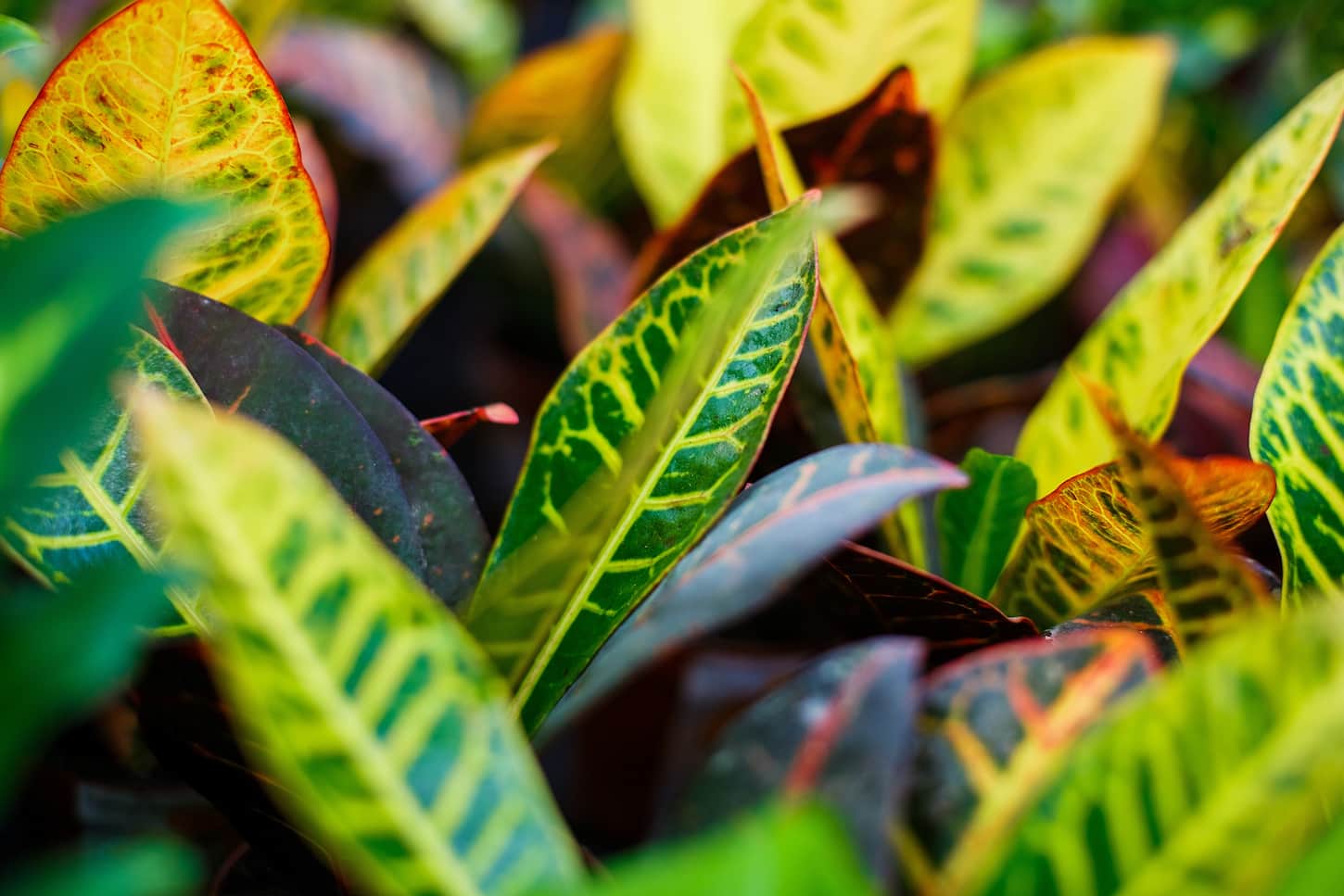 An image of Codiaeum variegatum (Croton, Variegated Laurel, Garden Croton, Orange Jessamine) Ornamental plants.