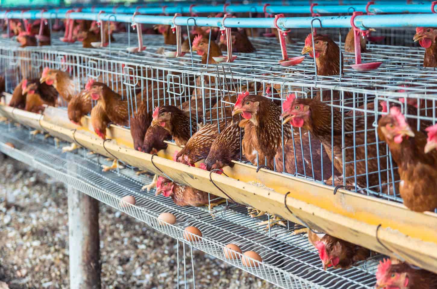 An image of hens in their coop with eggs lined up in front of the chickens.
