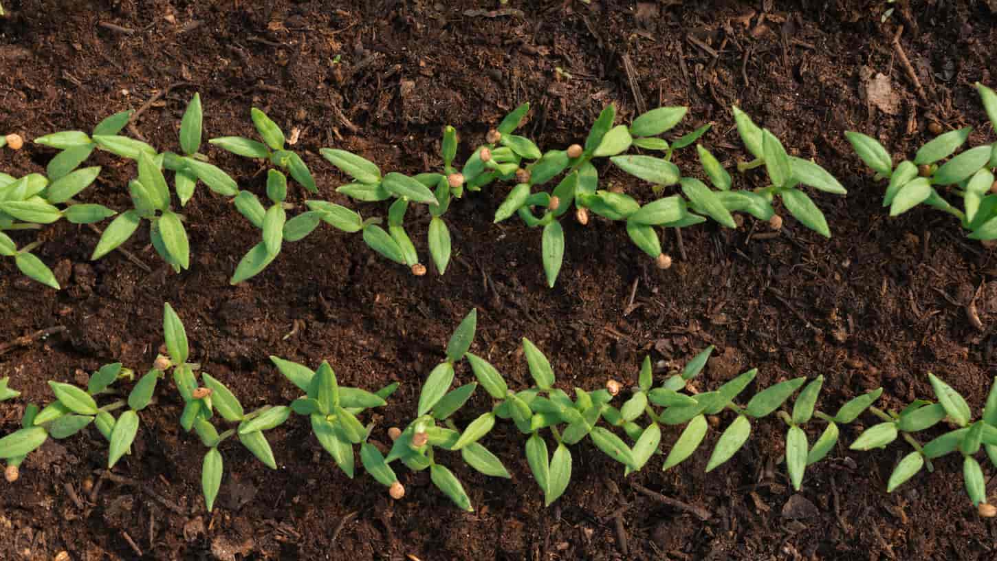 An image of small sprouts of eggplant seedlings in the ground in a greenhouse.