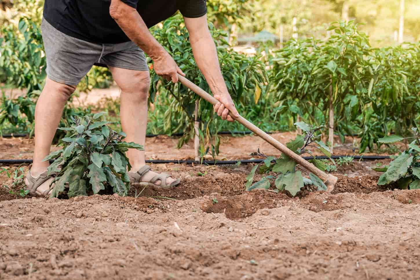 An image of a farmer senior man working at a green field farm tilling the fertile soil during harvest time.